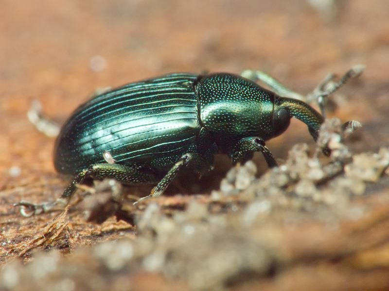 Aulacobaris chlorizans (Germar, 1824)